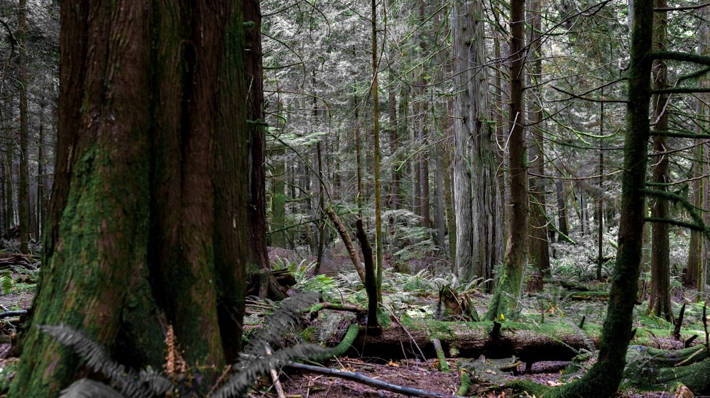 brown trees on forest during daytime