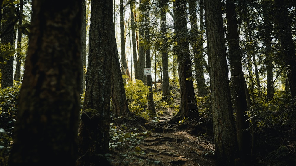 a person riding a bike through a forest