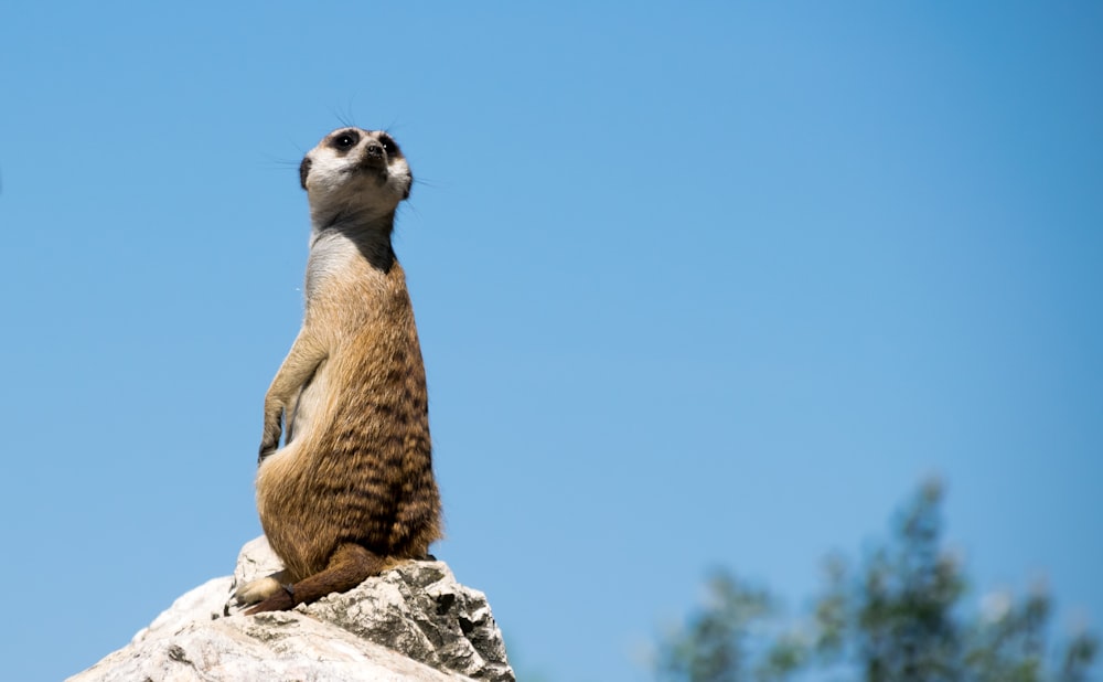 animal marrom e branco na rocha cinzenta sob o céu azul durante o dia