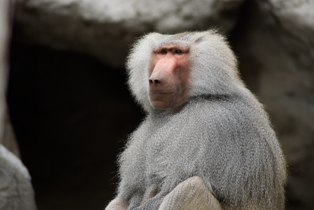 gray monkey on brown tree branch