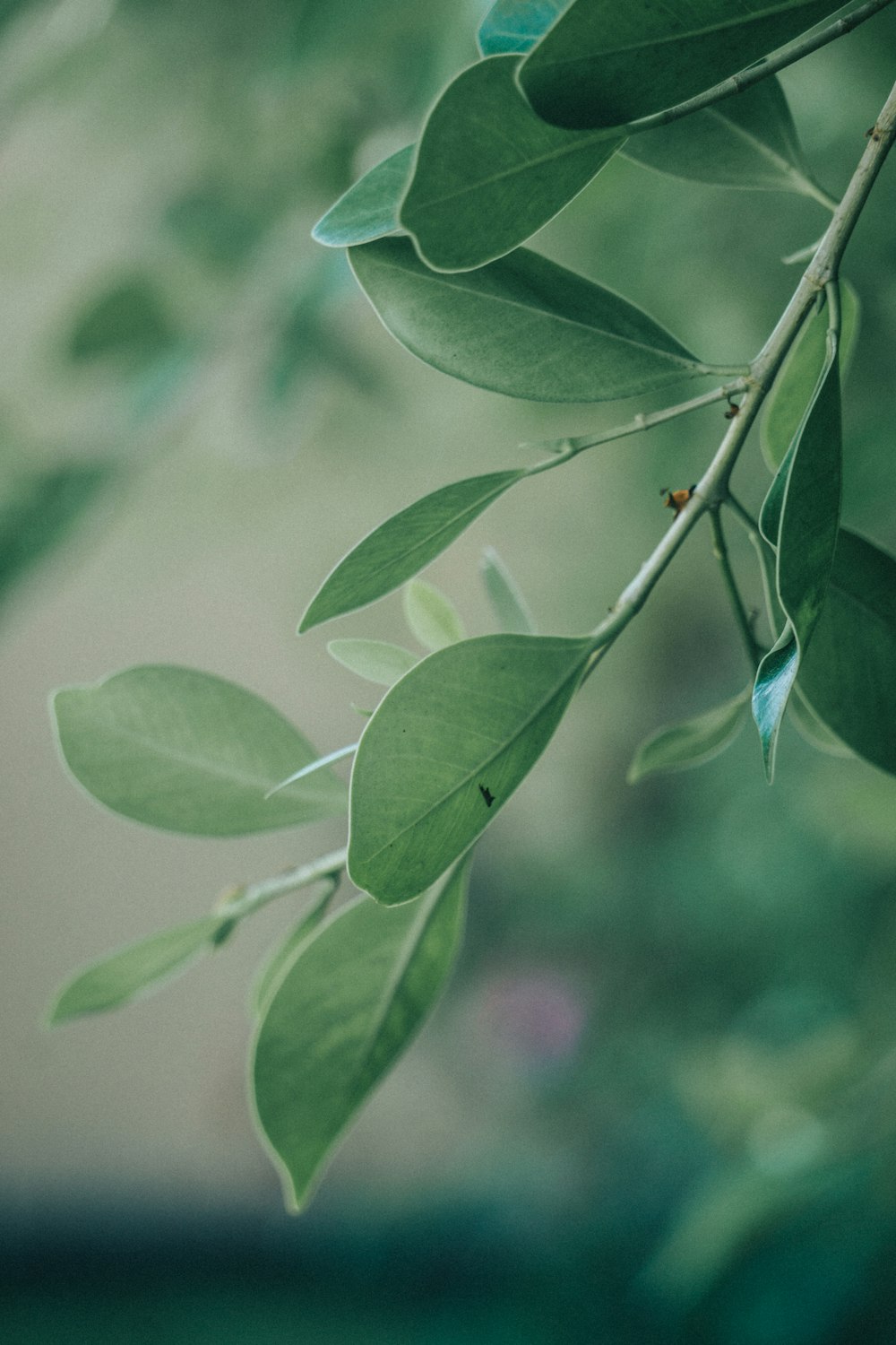 green leaves in tilt shift lens