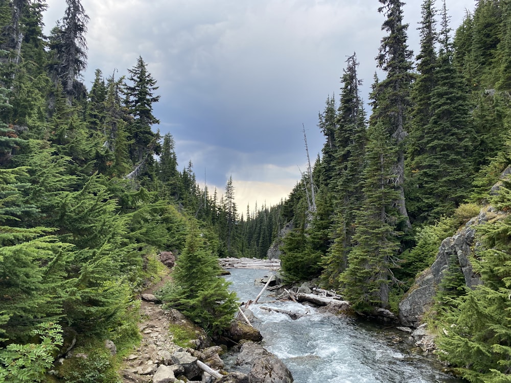 green pine trees near river under blue sky during daytime