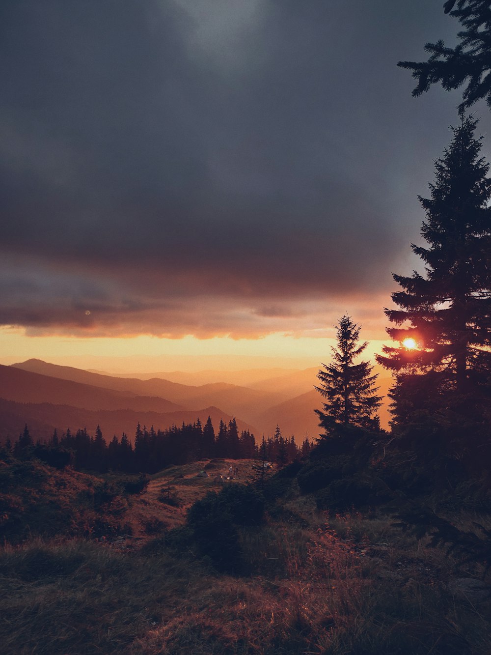 silhouette of trees during sunset