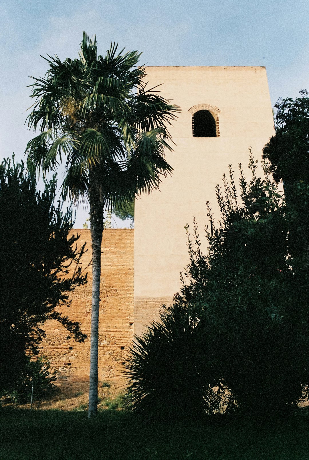 green palm tree near brown concrete building