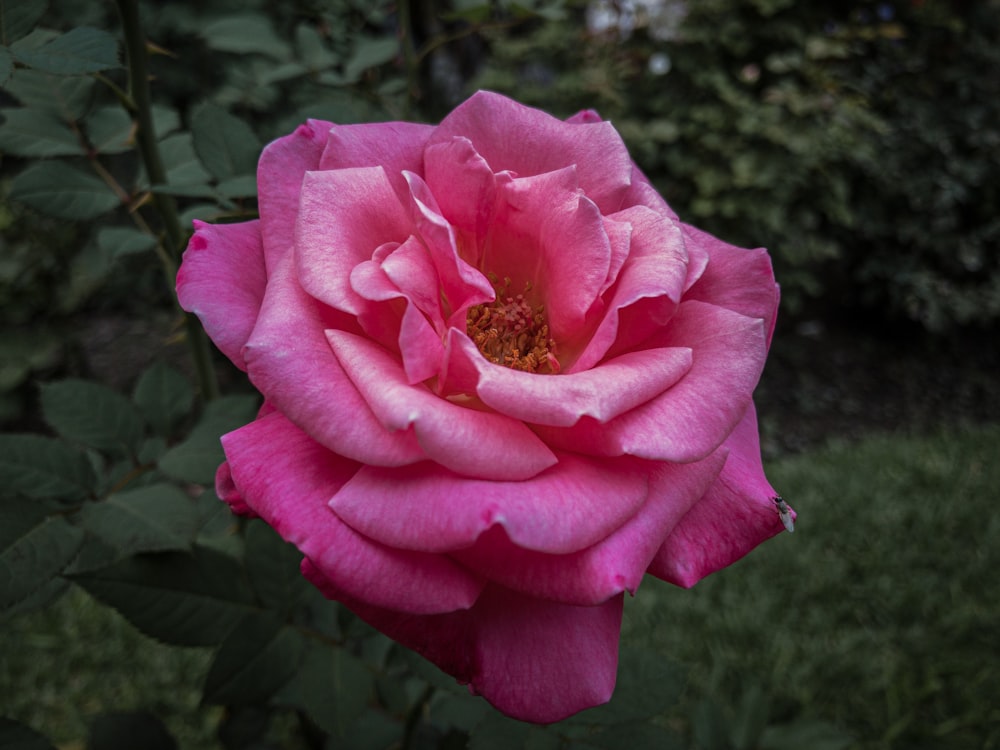 pink rose in bloom during daytime