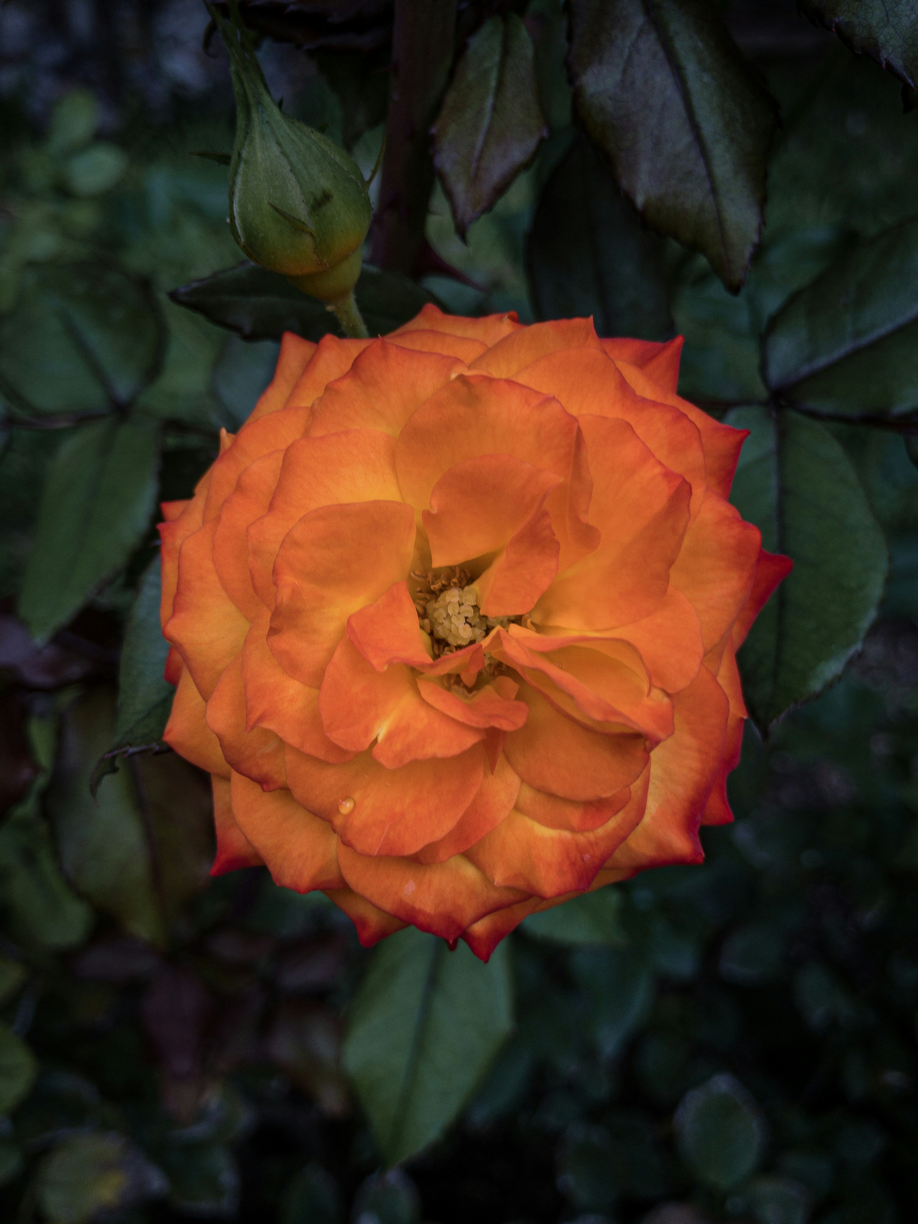 red flower in macro shot