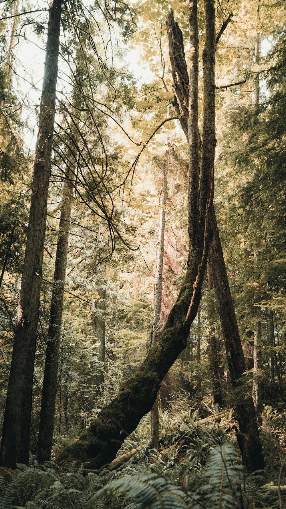 brown trees with green leaves