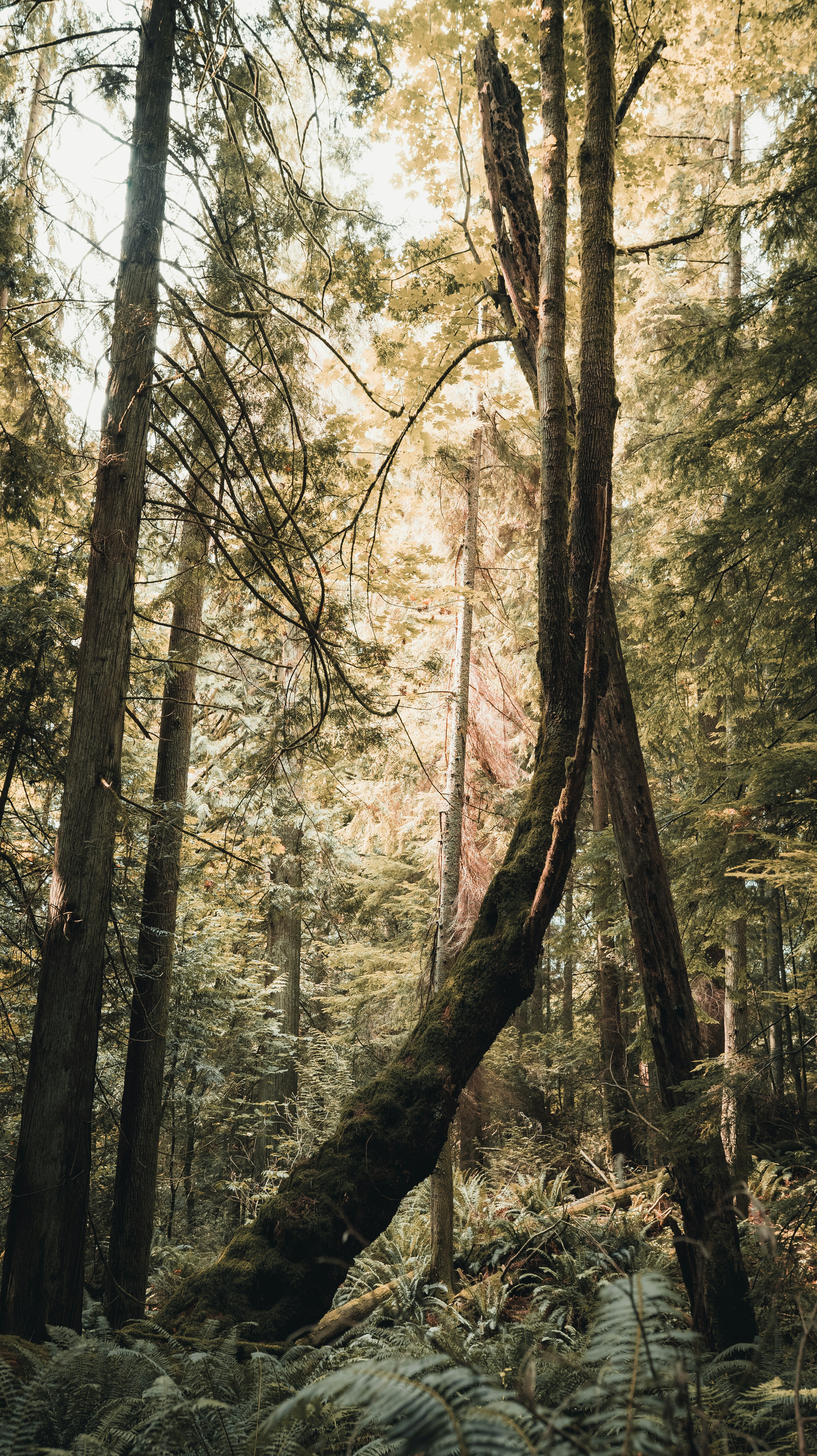 Old slanted tree on the hike through Soames Hill in Sunshine Coast, B.C (Gibsons) Photo By @VisualsByRoyalZ