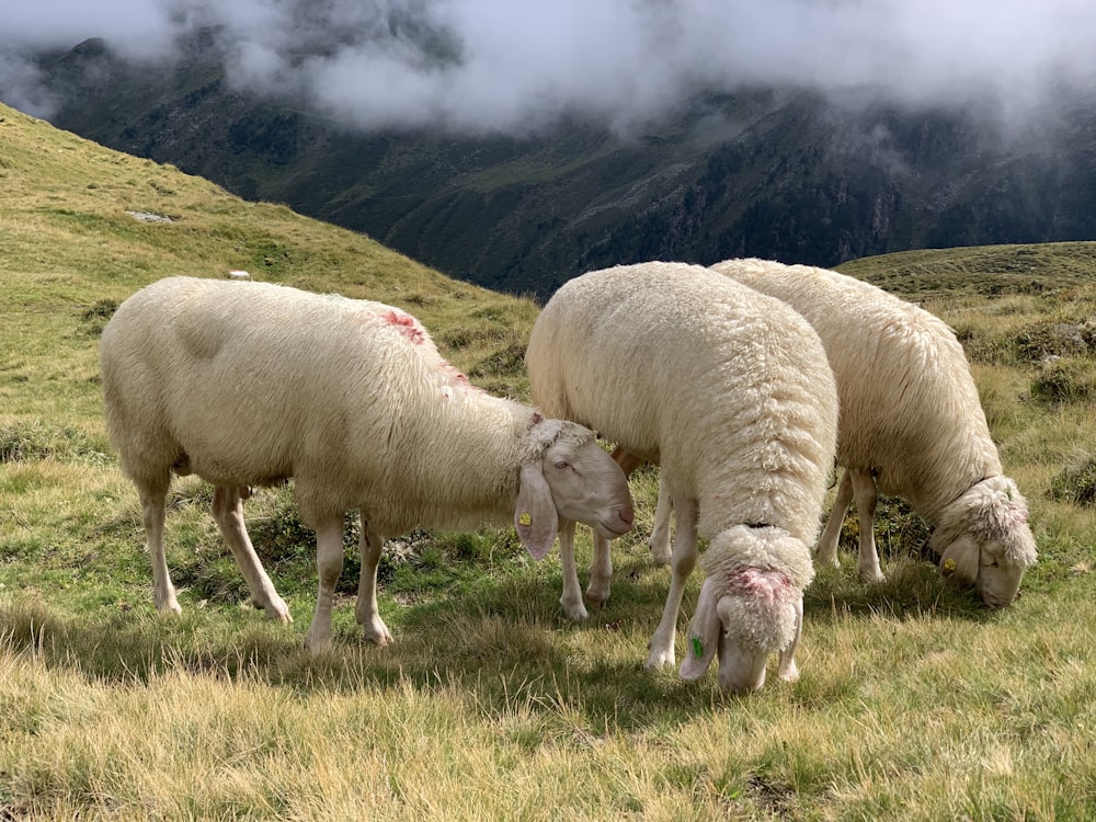 white sheep on green grass field during daytime