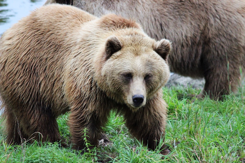 brown bear on green grass during daytime