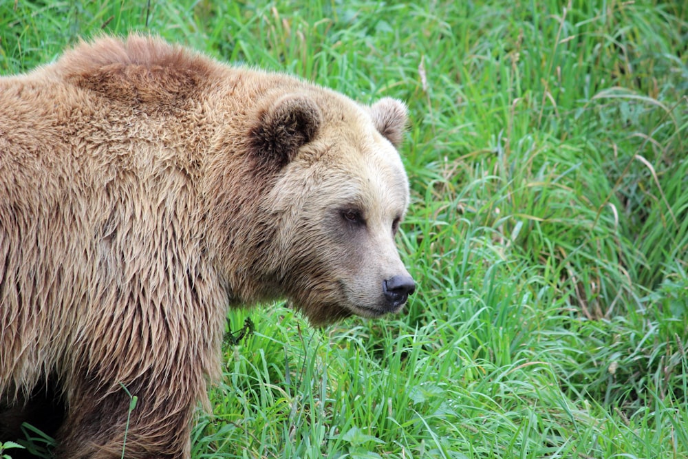 brown bear on green grass during daytime