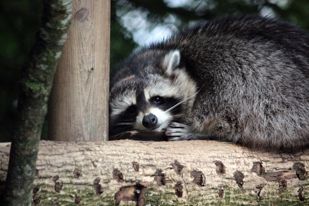 black and white raccoon on brown wooden tree branch