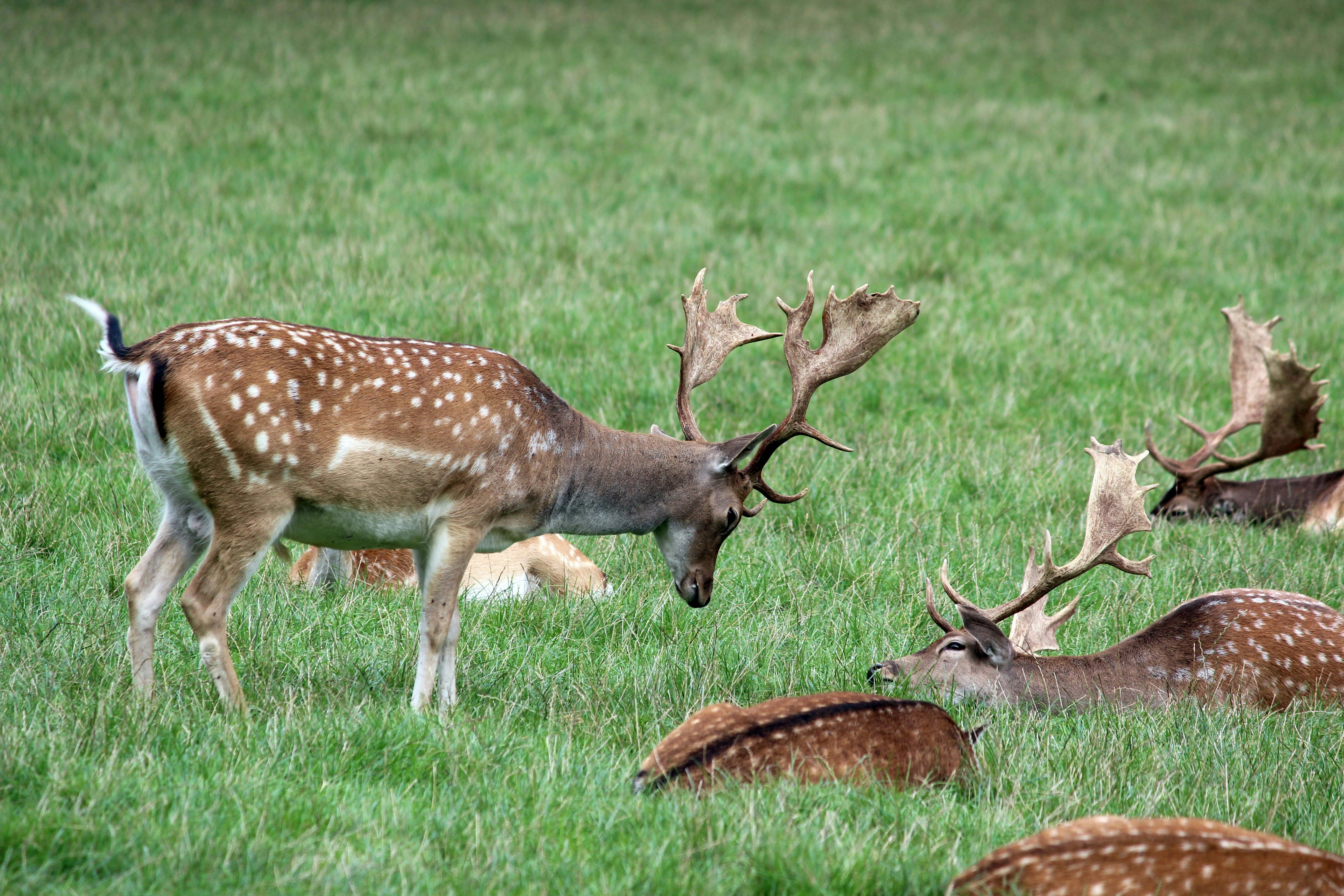 brown and white spotted deer on green grass field during daytime