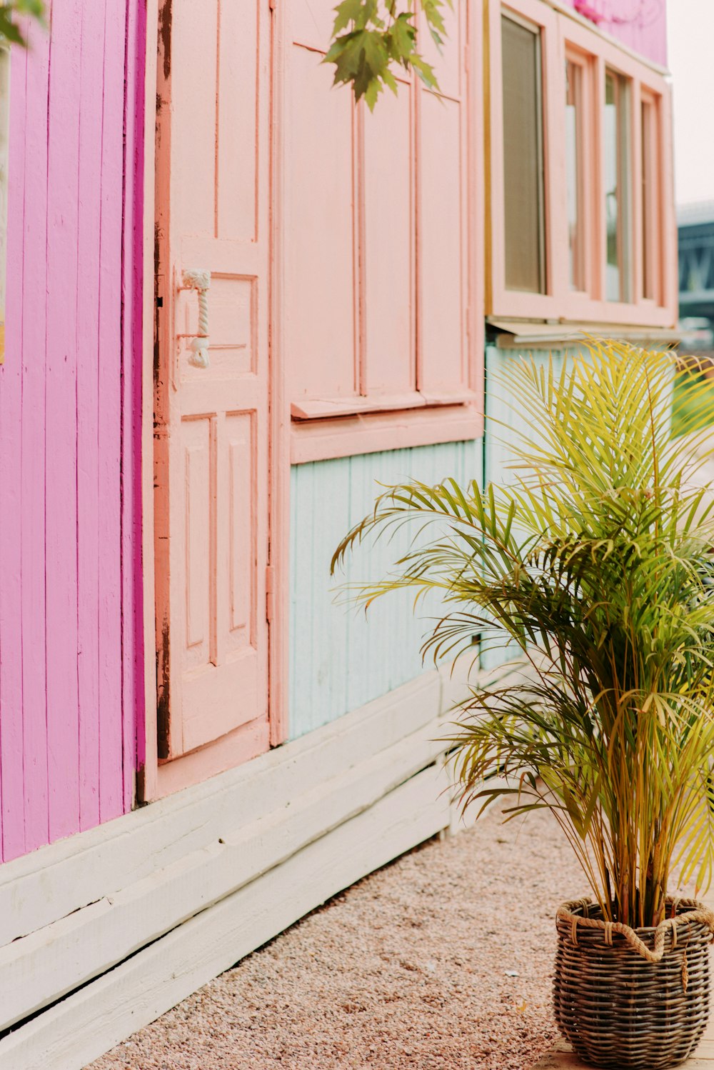 green plant beside pink wooden door