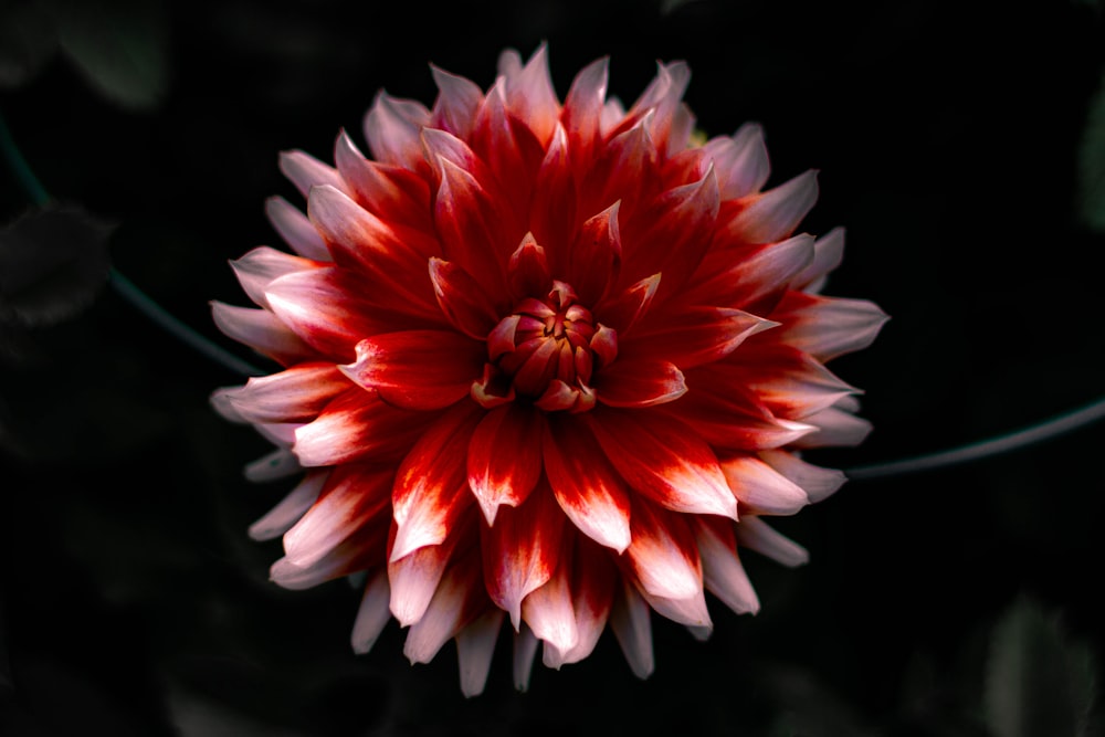 red and white flower in black background