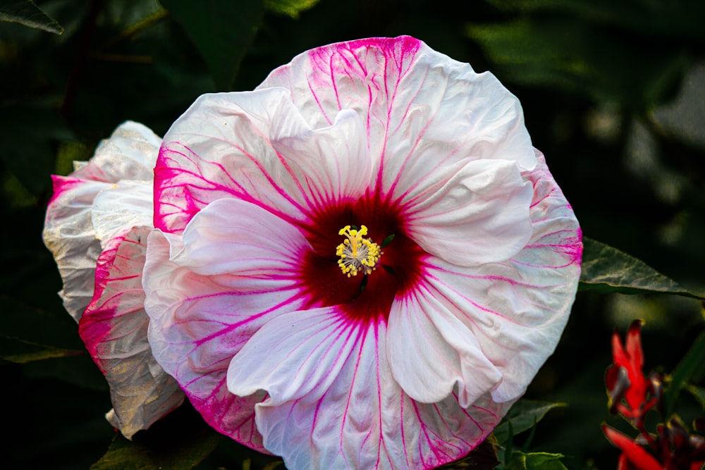 pink flower in macro shot