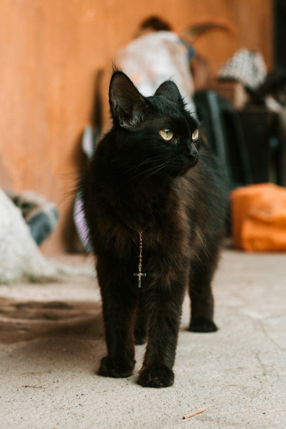 black cat walking on white textile