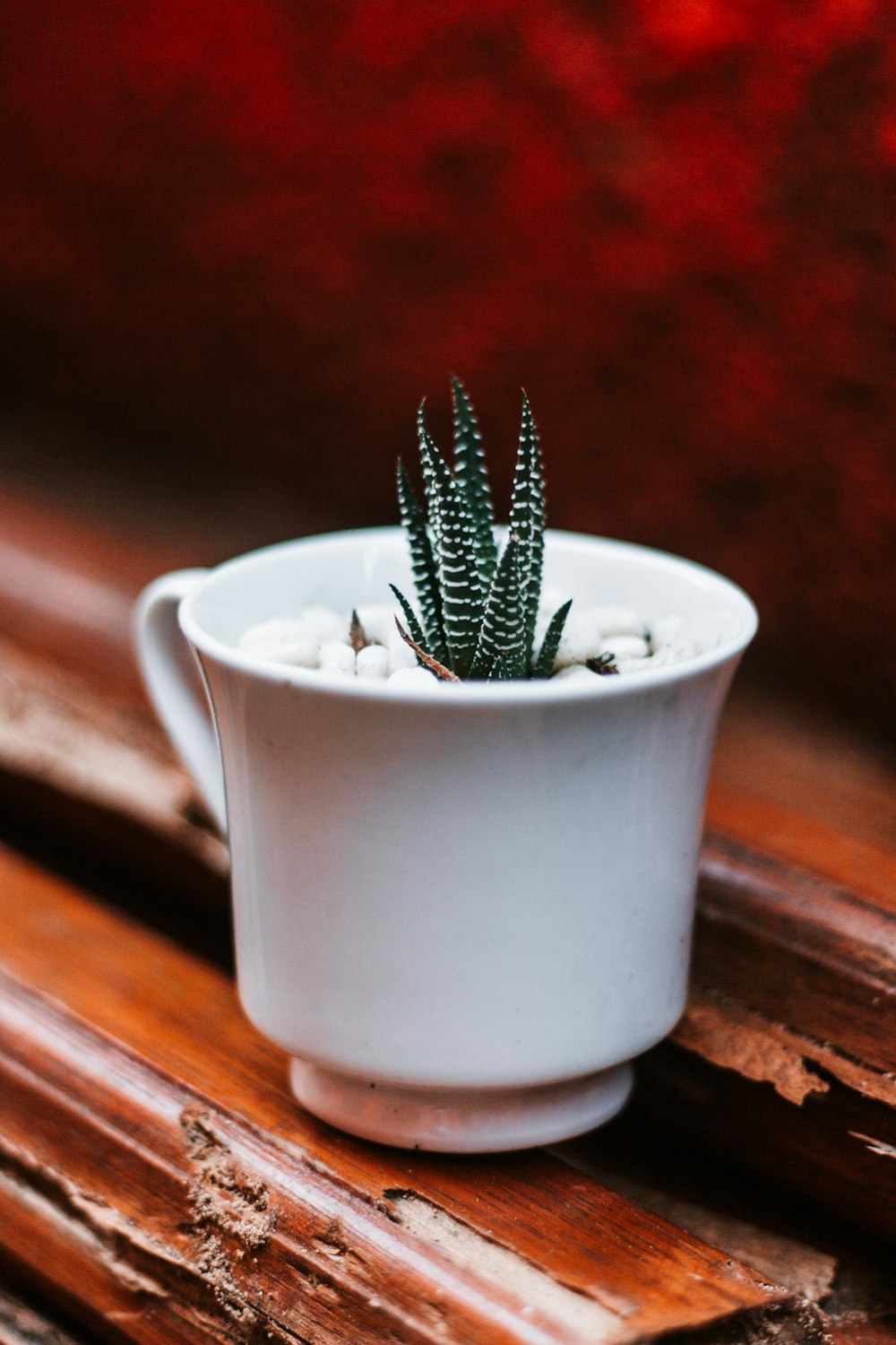 green cactus in white ceramic pot