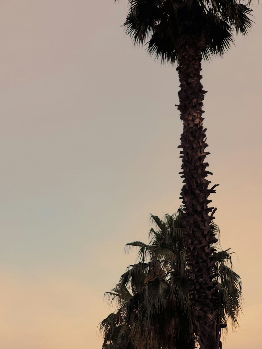 green and brown palm tree