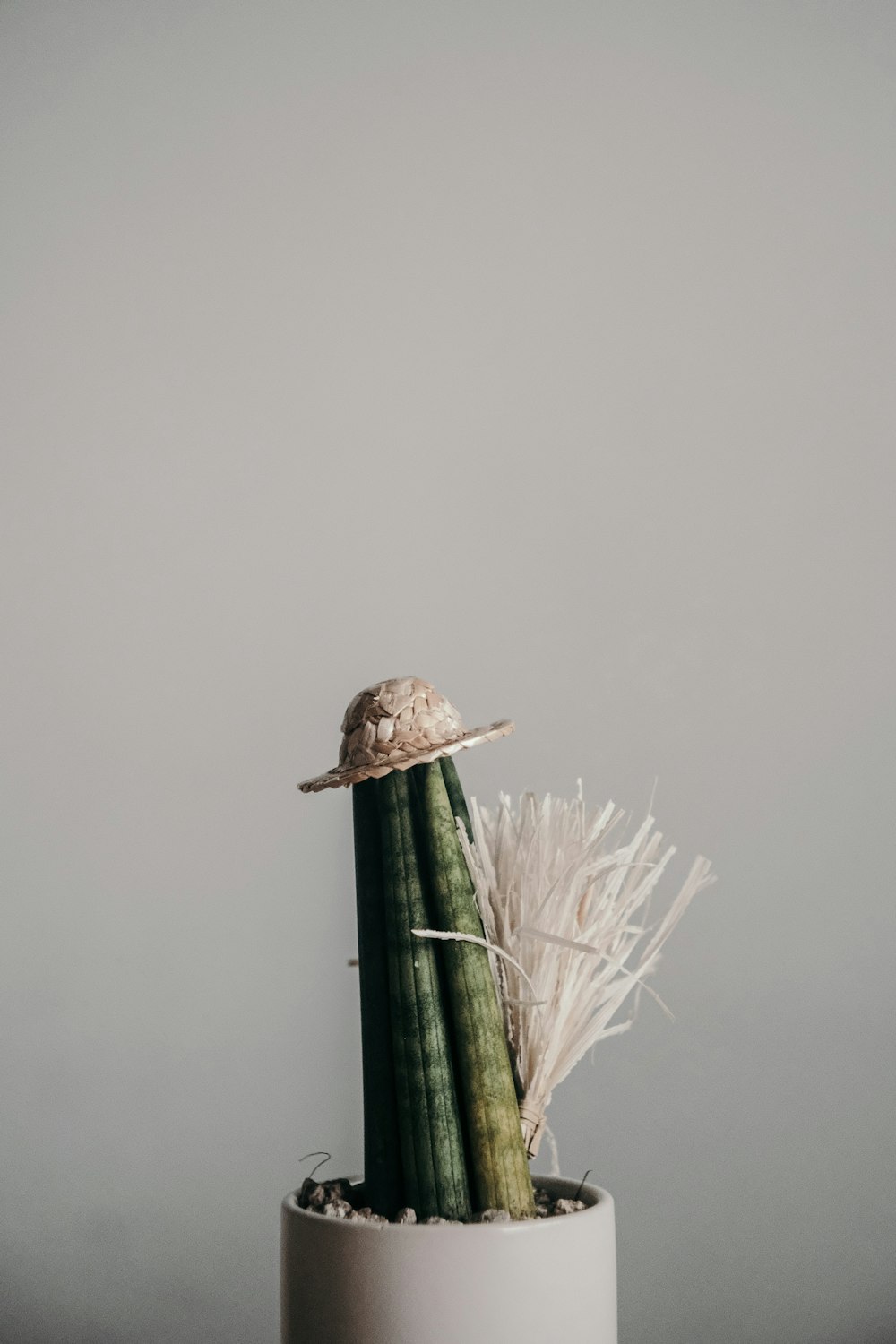 white and brown wheat plant