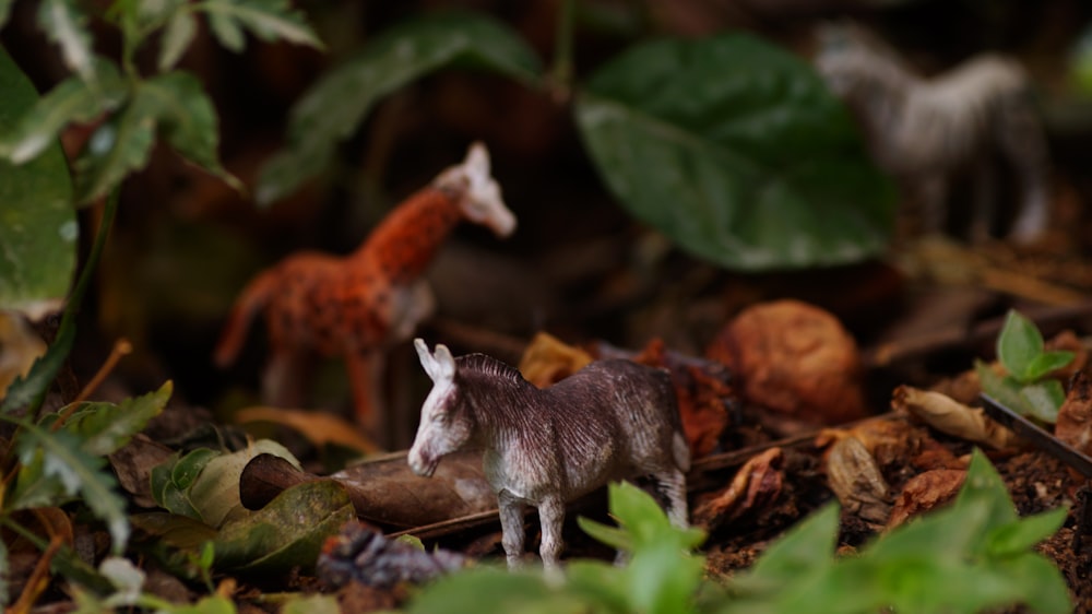 Foto animal blanco y marrón sobre hojas secas marrones – Imagen Phobox  gratis en Unsplash