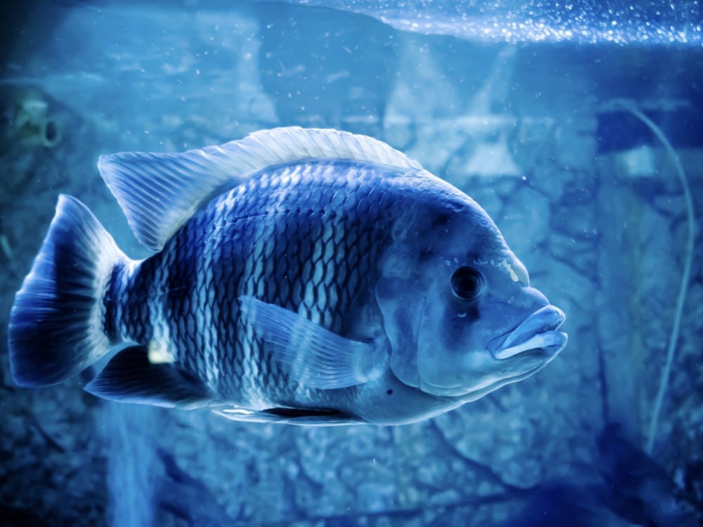 blue and white fish in water