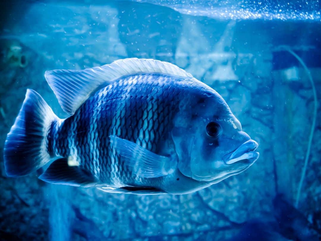 Fish Tank Camera: Innovative Smart Pet Feeding Monitor