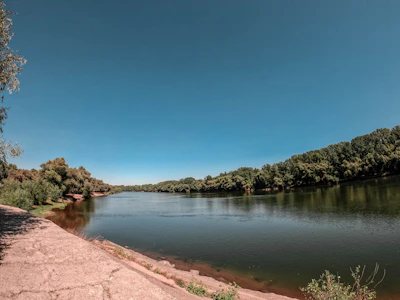 A serene riverbank with native plants flourishing under a clear sky.
