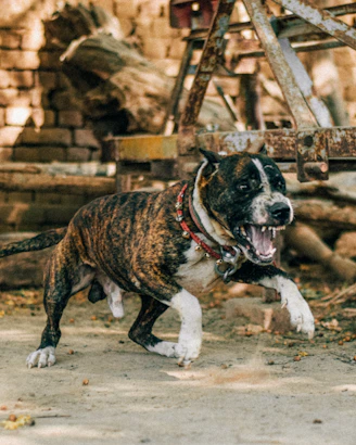 black and white short coated dog