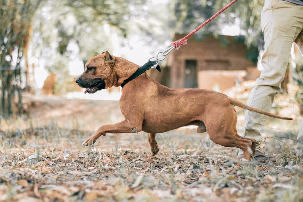 brown short coated dog on brown grass field during daytime