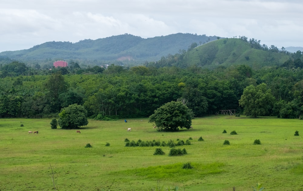 green grass field near green trees and mountain during daytime