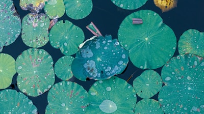 green and blue water lilies
