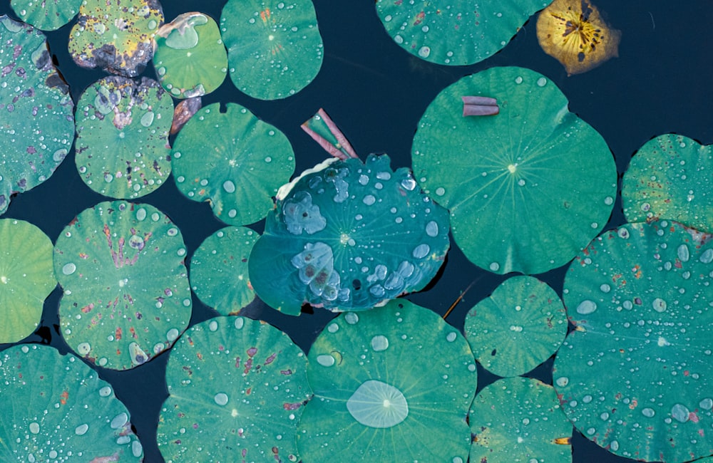 green and blue water lilies