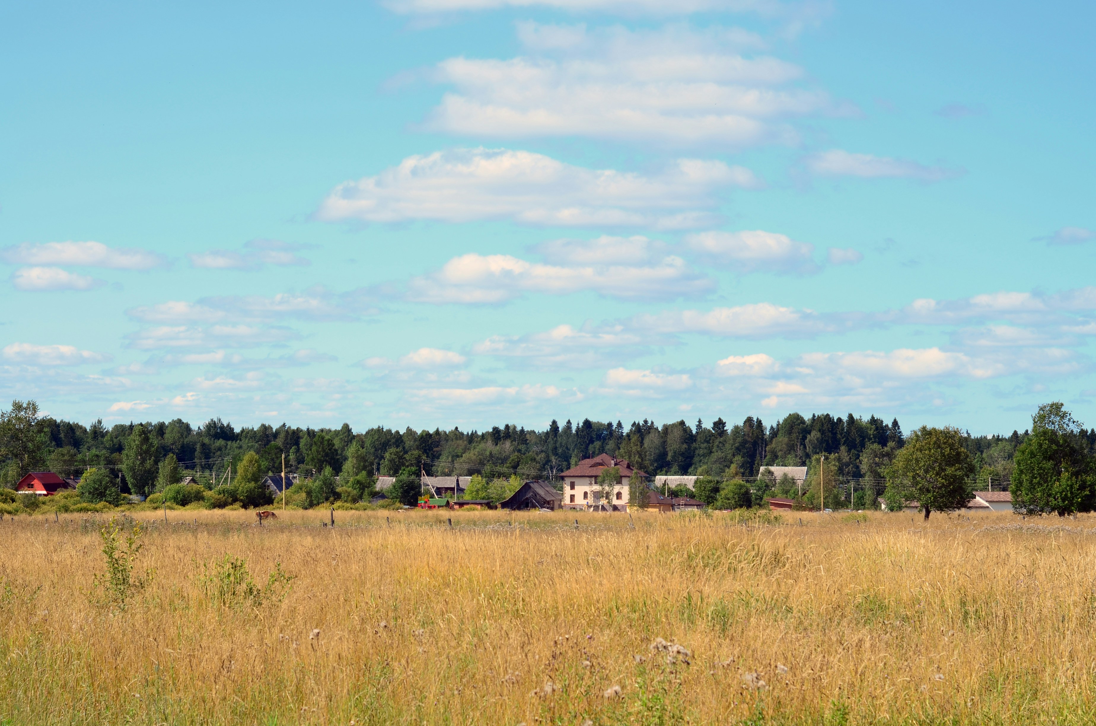 Photo by viridigreen