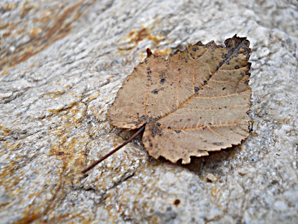 brown leaf on gray concrete surface