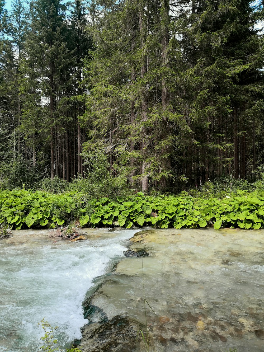 rivière au milieu de la forêt pendant la journée