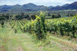 A lush vineyard stretches into the distance, with rows of grapevines under a partly cloudy sky. In the background, green hills and mountains add depth to the landscape.
