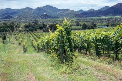 A lush vineyard stretches into the distance, with rows of grapevines under a partly cloudy sky. In the background, green hills and mountains add depth to the landscape.