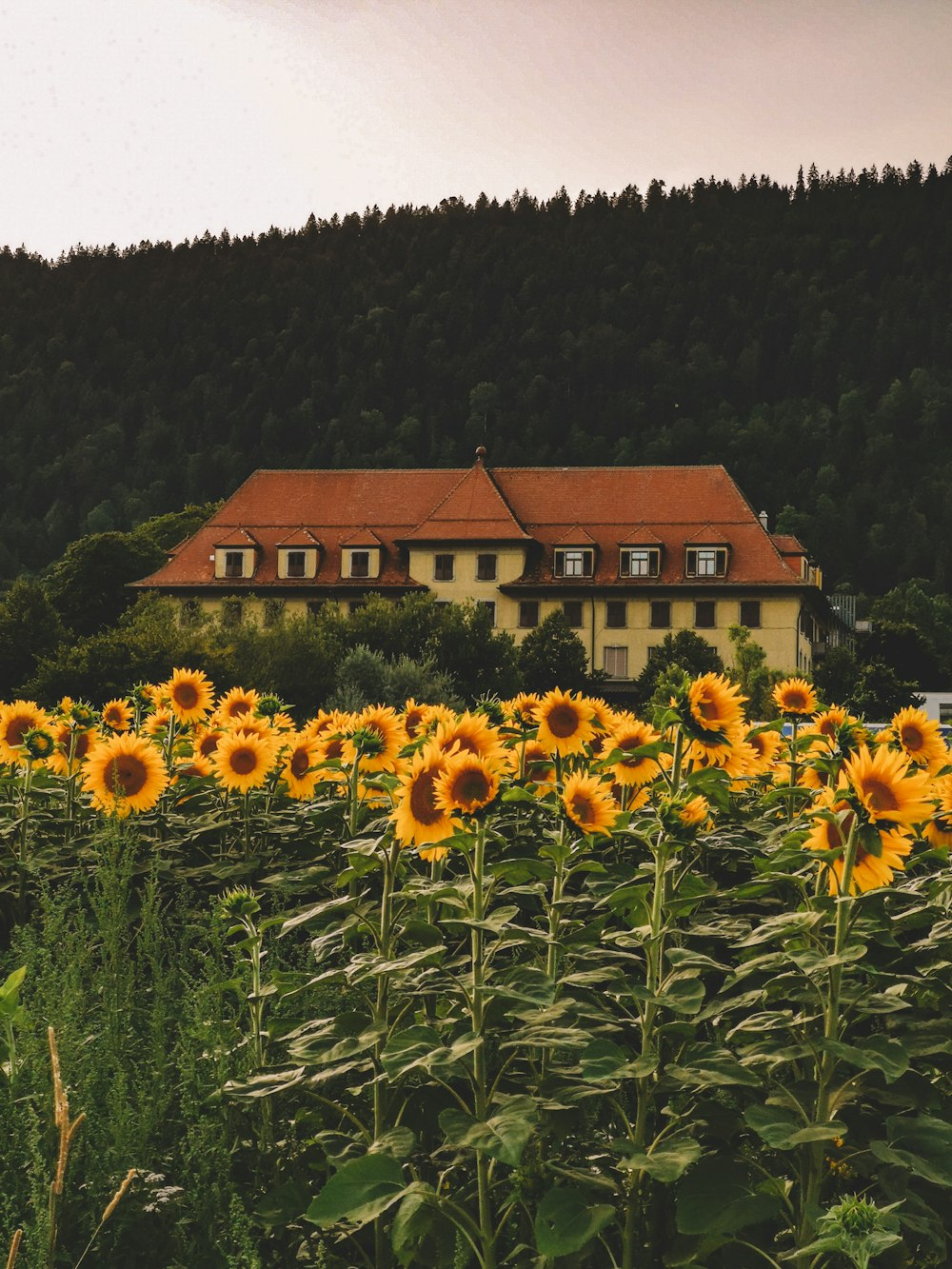 yellow flowers near brown house during daytime