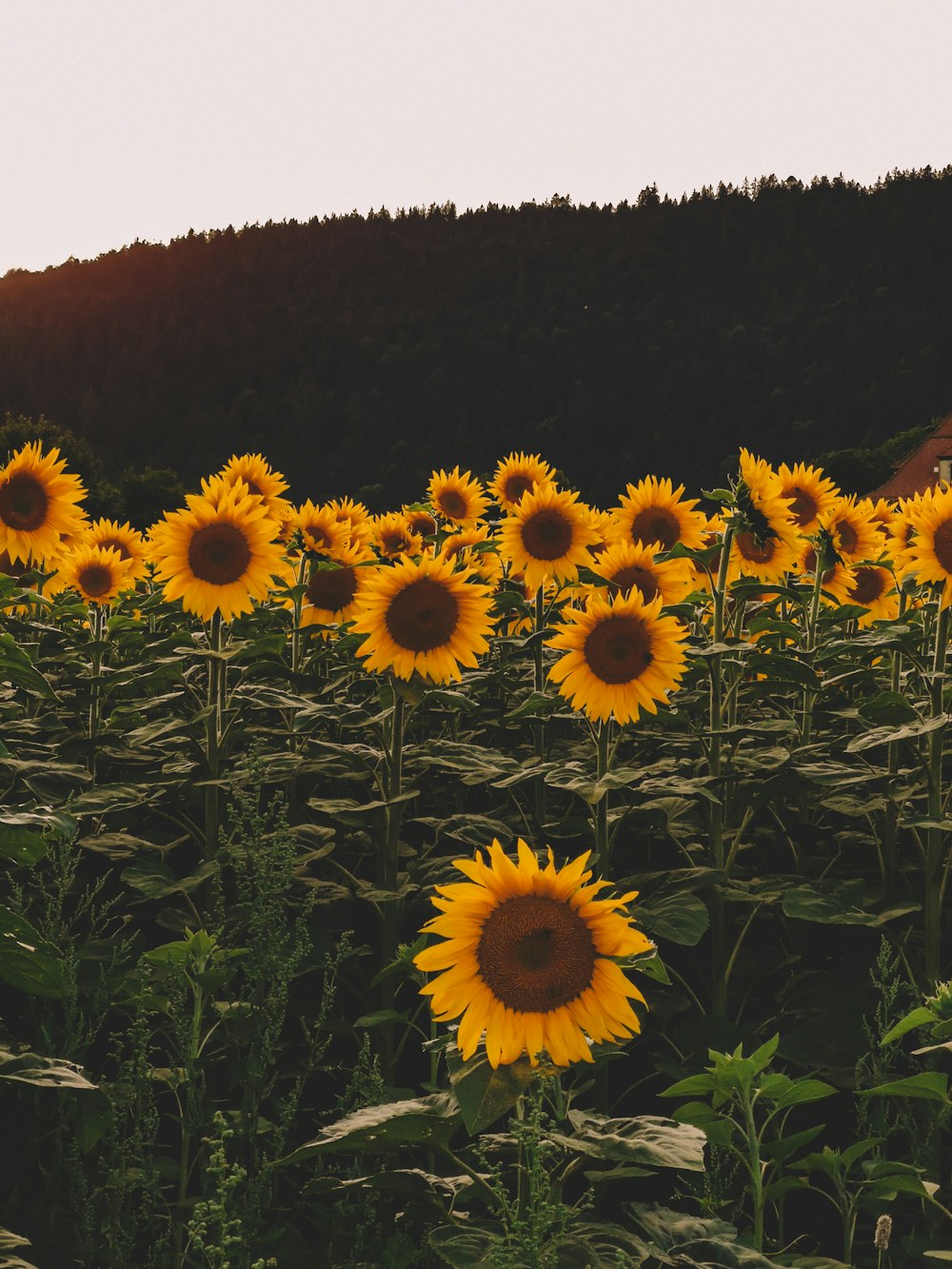 yellow sunflower field during daytime