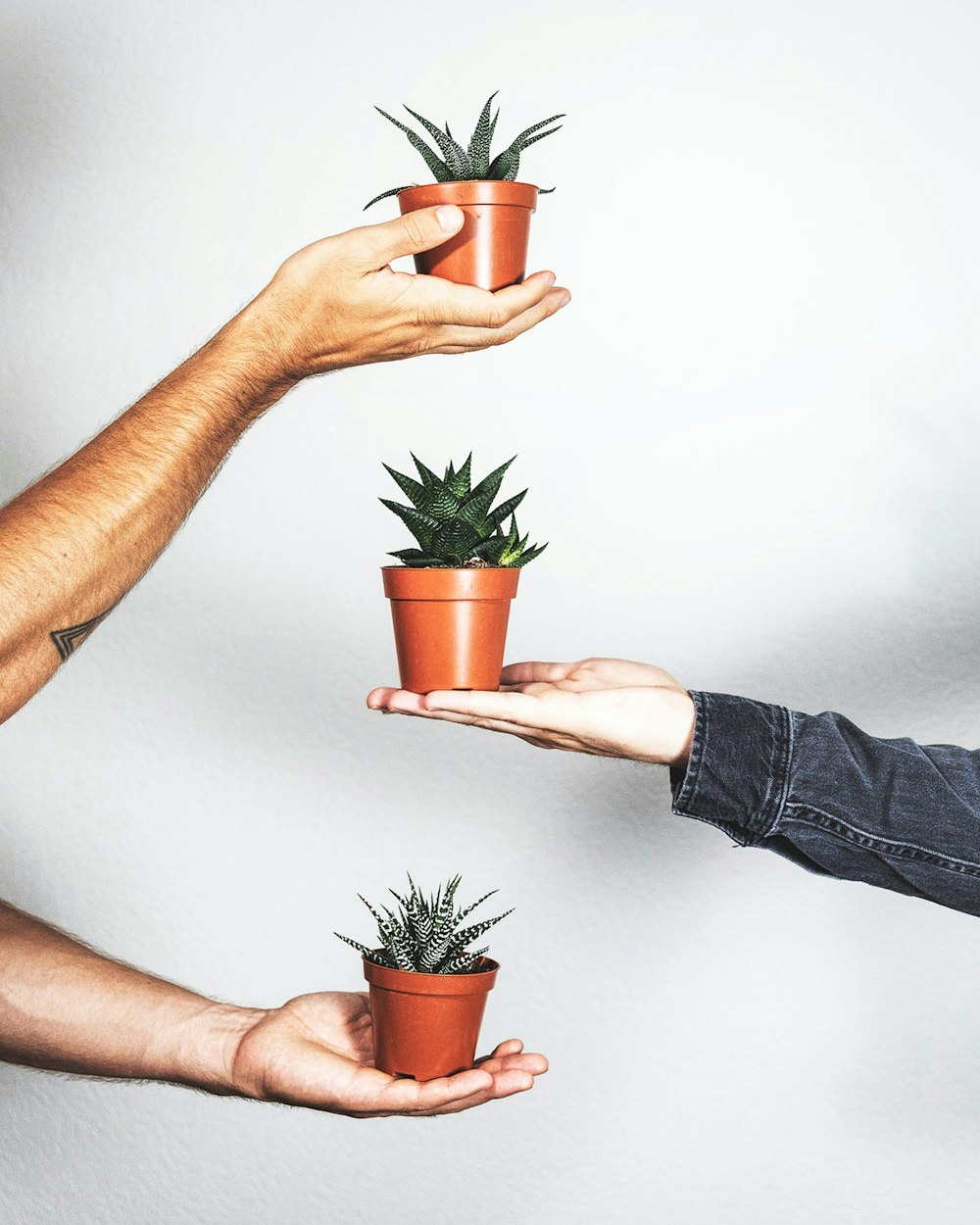 person in black denim jeans holding green plant