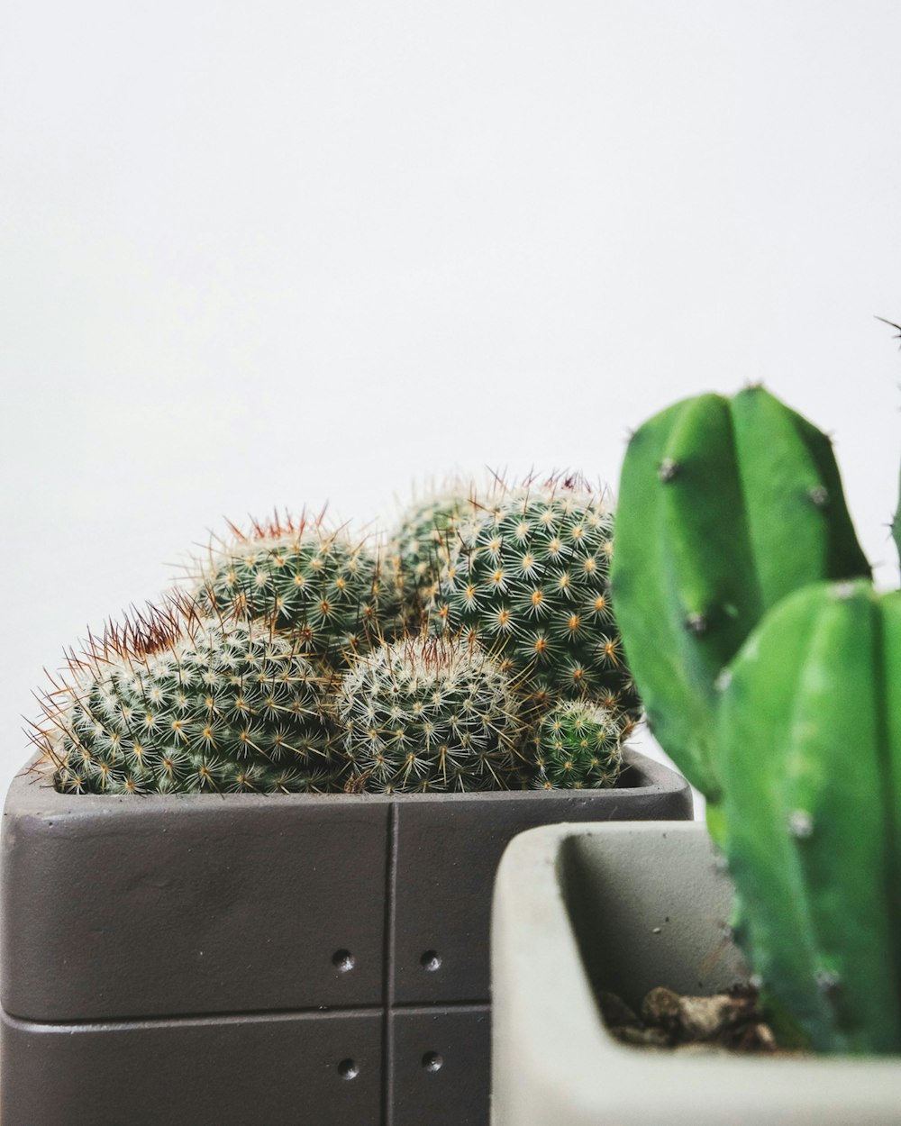 Planta de cactus verde en maceta de cerámica blanca