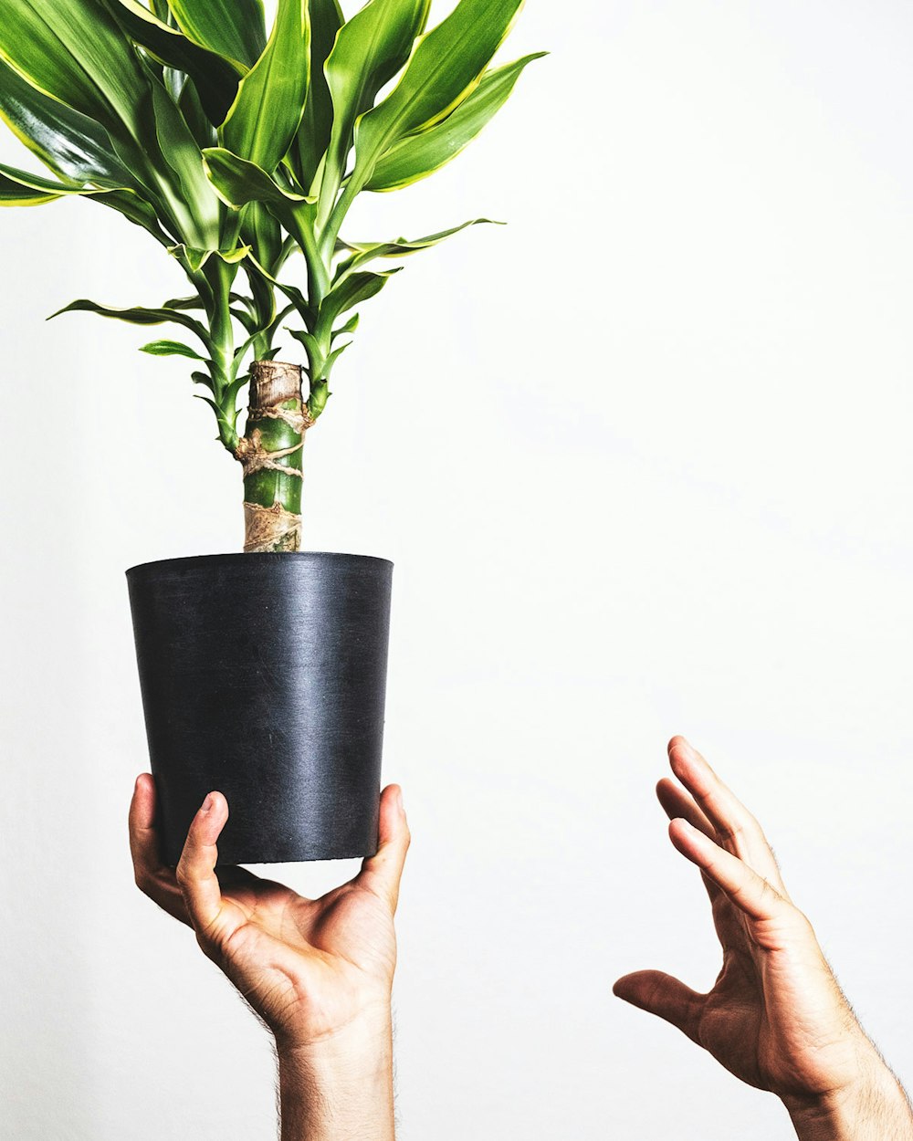 person holding green plant on black pot