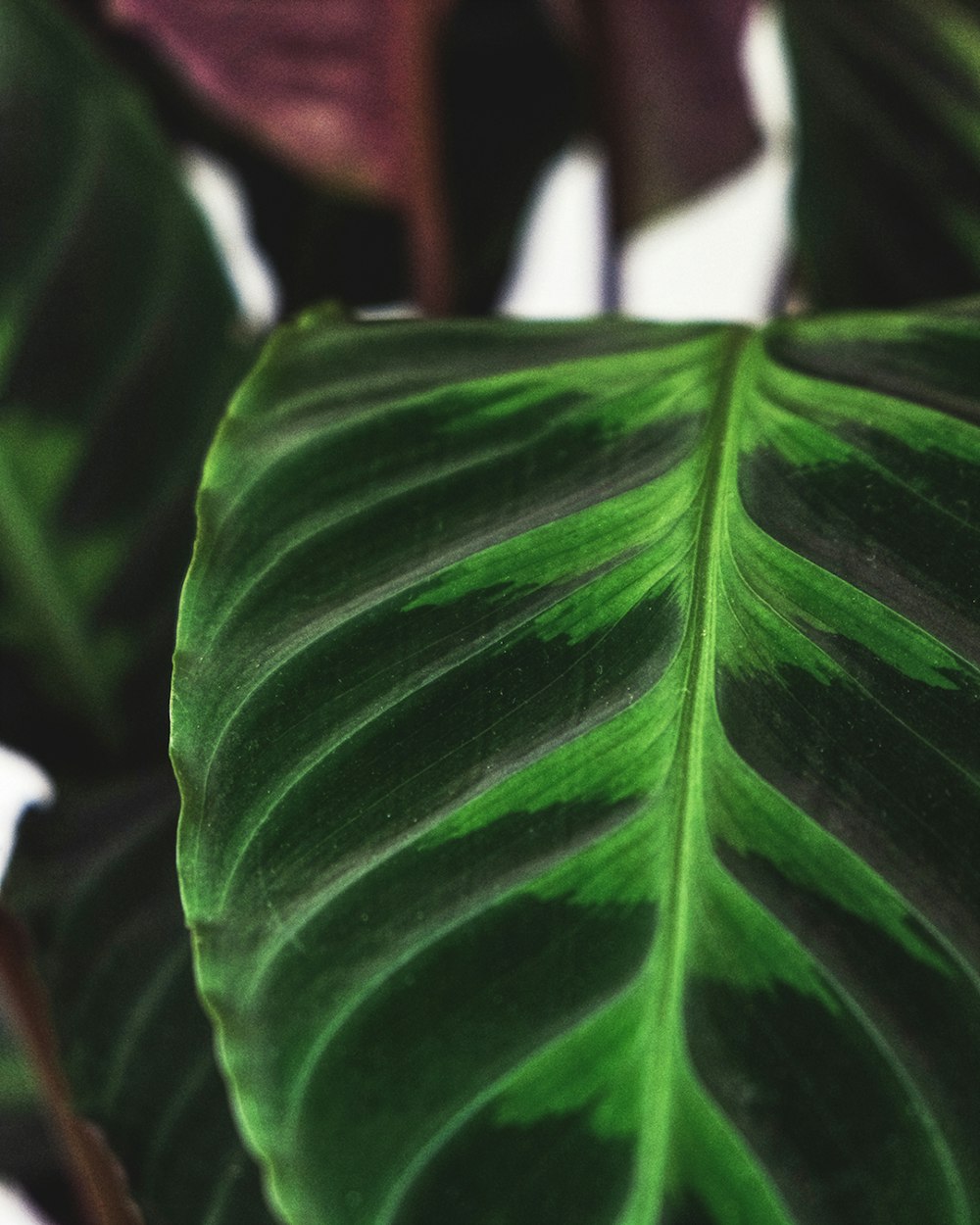 plante à feuilles vertes en photographie en gros plan