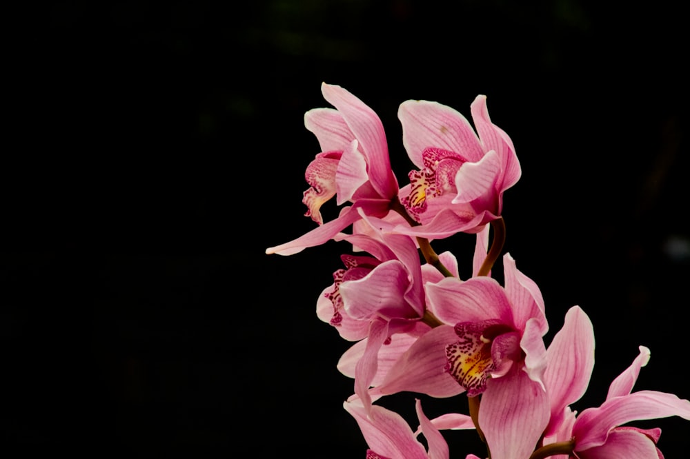 pink and white flowers in black background