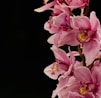 pink and white flowers in black background