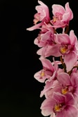 pink and white flowers in black background