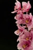 pink and white flowers in black background