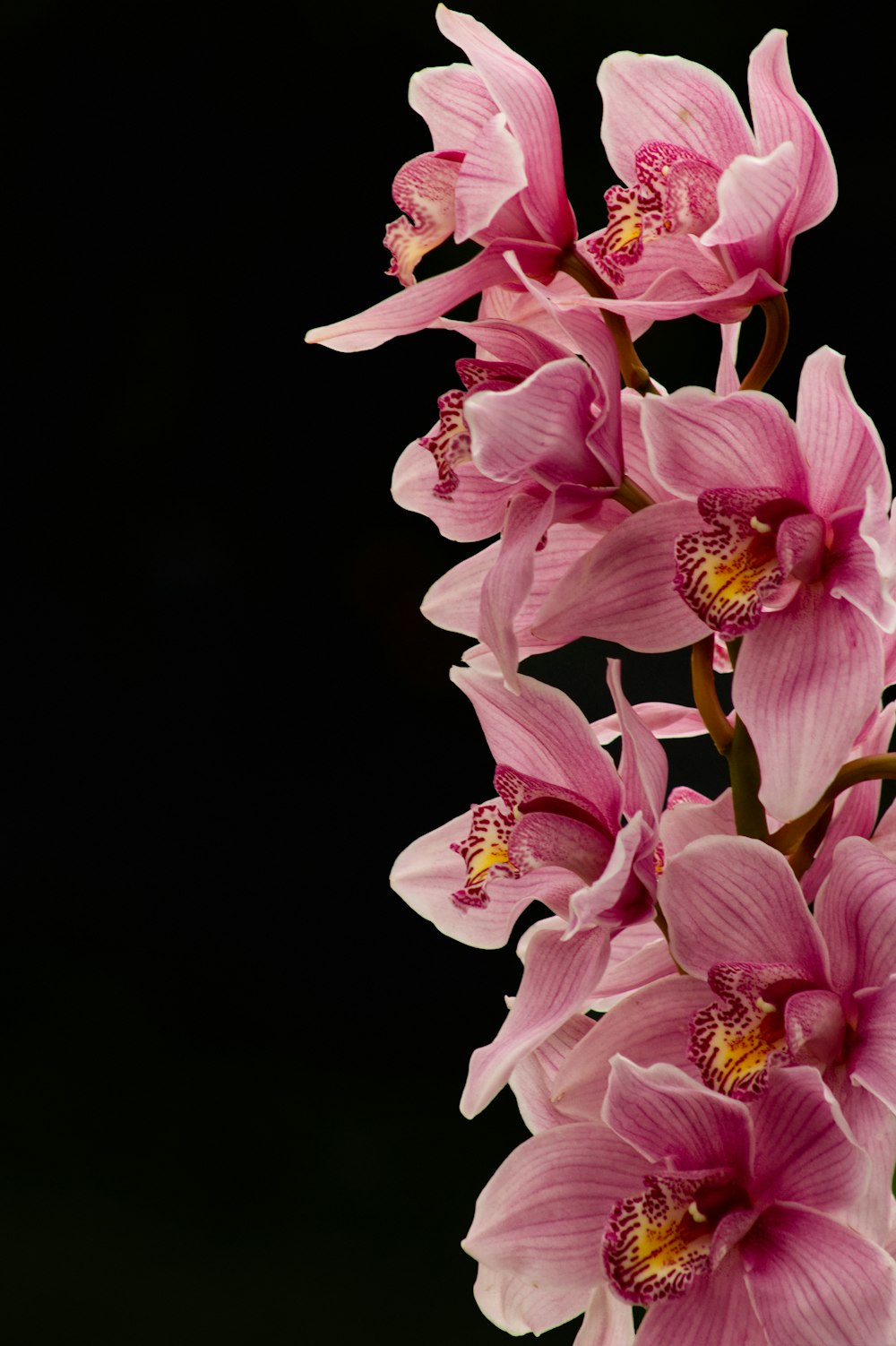 pink and white flowers in black background