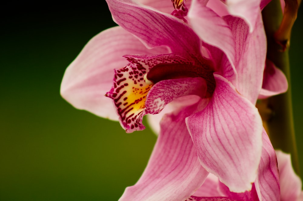 pink and white flower in macro photography